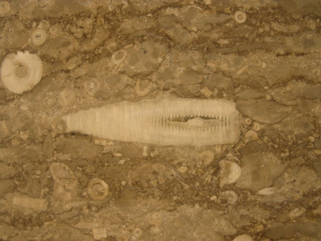 derdyshire fossil bed